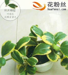 斑叶心叶球兰