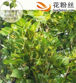 金脉刺桐