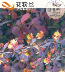 紫叶小檗